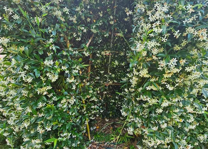 Maria 2, Lakefront Art On Maggiore *